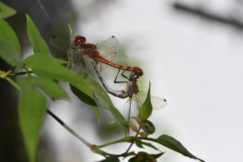 Réf. 241 681 : Sympetrum striolatum
